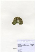 藏品(白果胞藻)的圖片